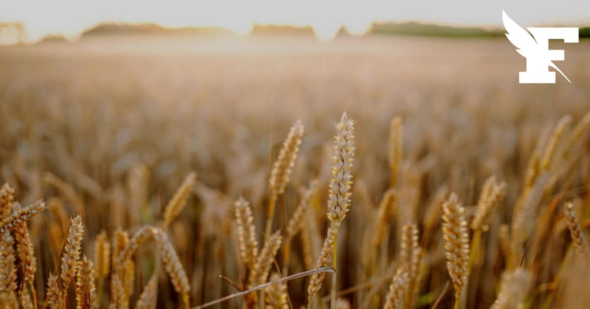 Concurrence déloyale: les députés adoptent une réécriture musclée du projet de loi agricole