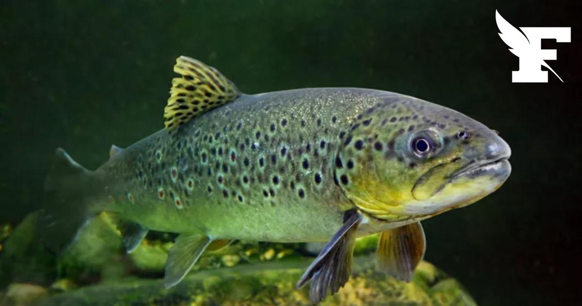Un bassin de pêche à la truite hautement empoisonné à l'ammoniaque et aux nitrites provoque la mort de plus d'un millier de truites