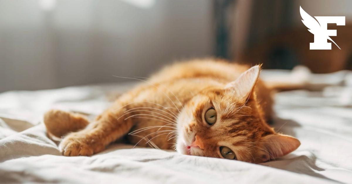 Votre animal de compagnie peut-il regarder l’éclipse solaire sans danger ?