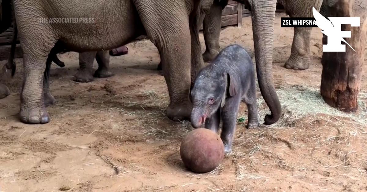 Coupe du monde : les images adorables d’un bébé éléphant qui joue au football