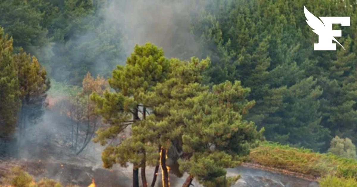 Californie : dépassé par la crise du secteur viticole, un vigneron incendie ses propres vignes