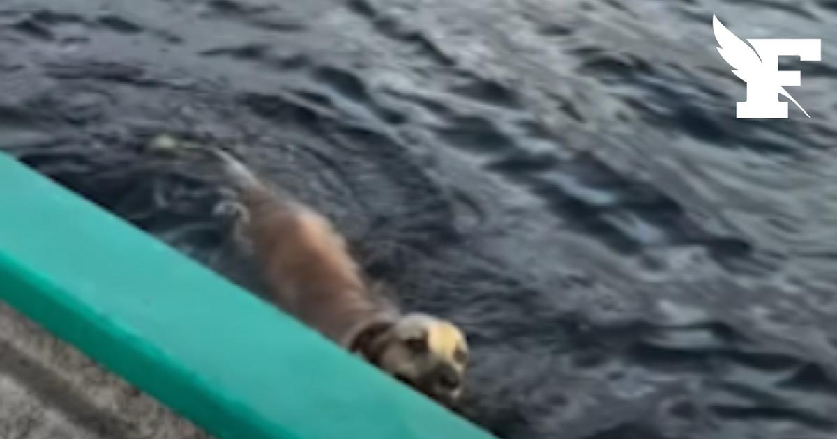 Mexique : des pêcheurs secourent un chien perdu en pleine mer