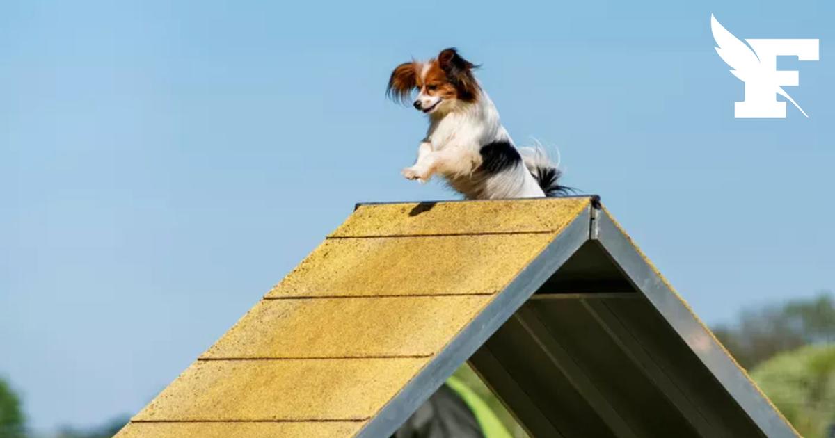 Lazare, un épagneul nain de 30 ans, probable chien le plus vieux du monde, est décédé