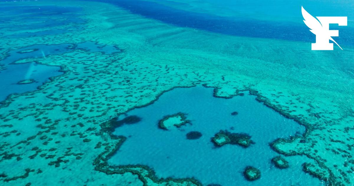 Certains récifs coralliens seraient résistants au réchauffement climatique