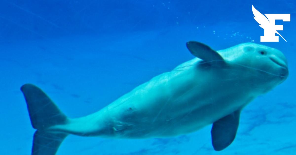 Accord conditionnel pour le transfert de bélugas du Marineland Canada vers des parcs aux États-Unis