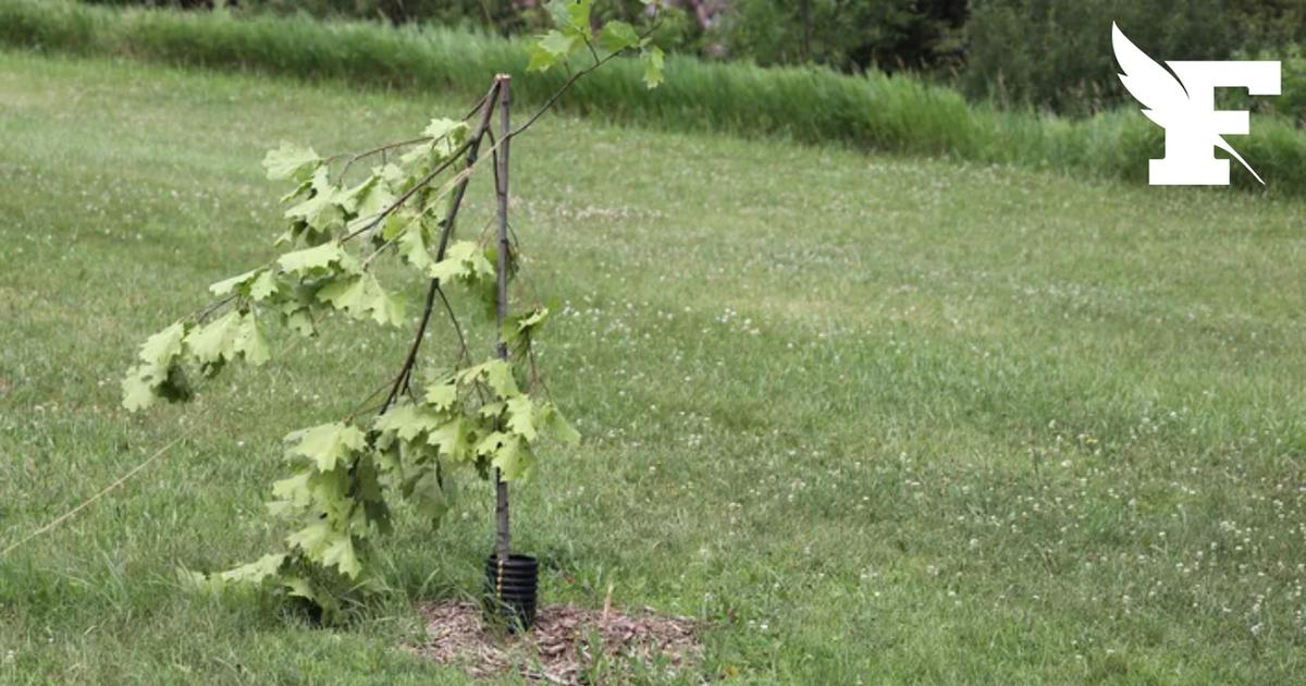 À Poitiers, des dizaines d'arbres volontairement dégradés, le préjudice estimé «à plus de 100.000 euros»