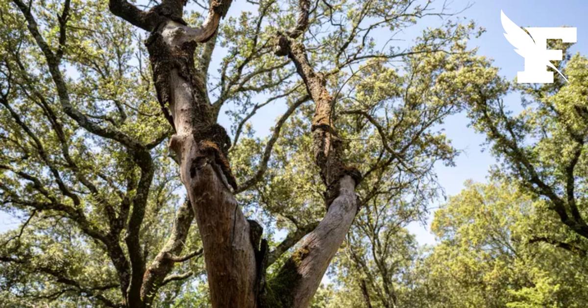 Un ancien chêne de la forêt de Sherwood qui aurait servi d'abri au légendaire Robin des Bois serait mort