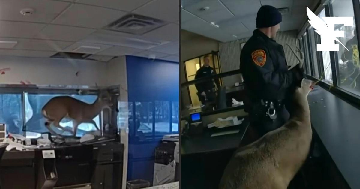 La police de New York libère un cerf piégé dans une banque