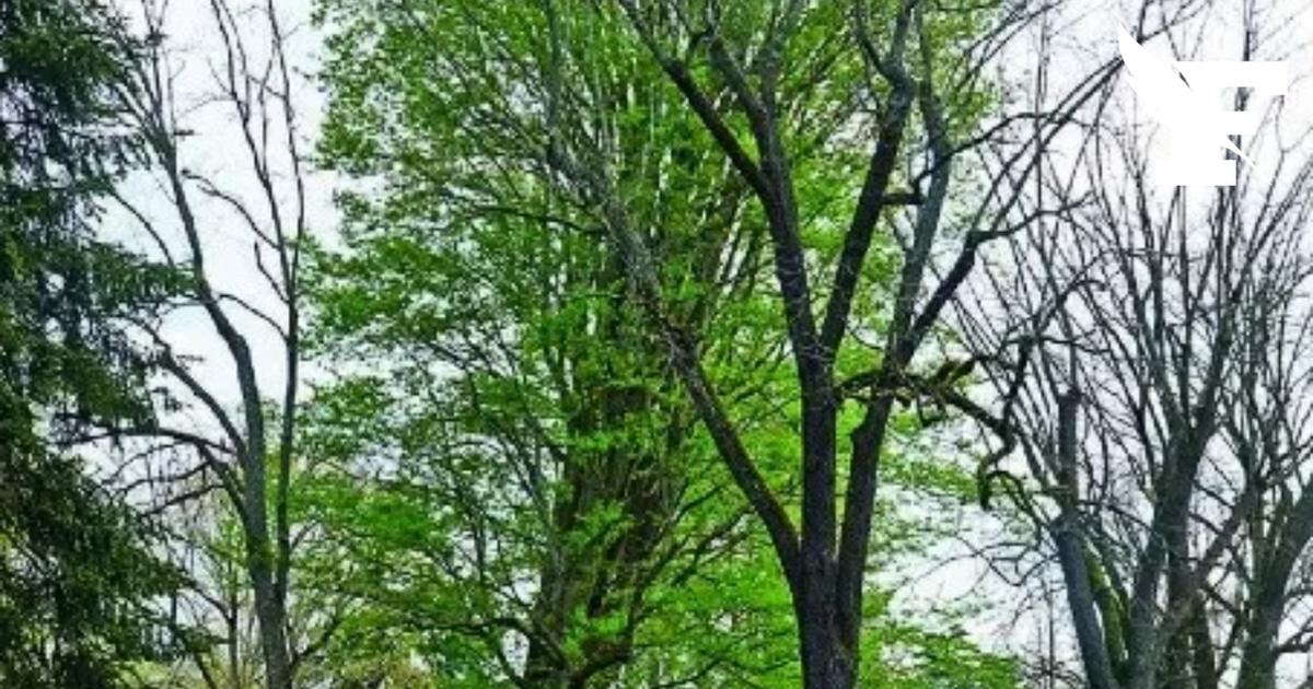 Tours : Le zelkova centenaire de la ville, haut de 35 mètres, sera abattu à la fin du mois d’août
