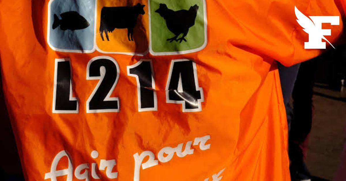 Une plainte de L214 est déposée contre l'abattoir de Perpignan pour cruauté et sévices graves