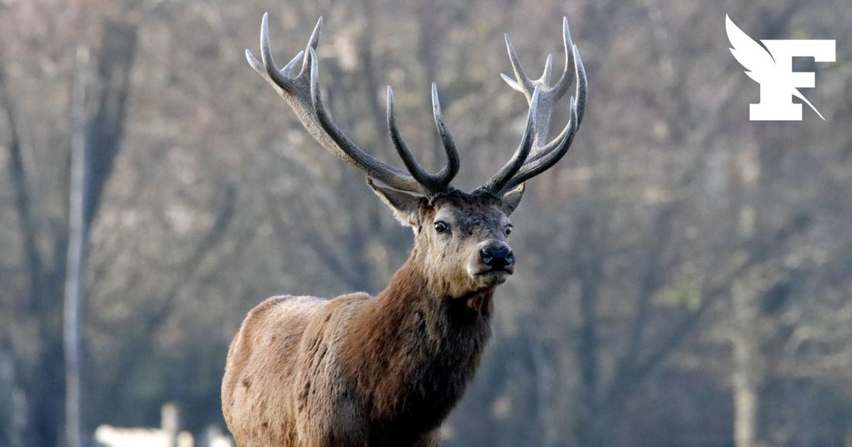 «Une décision difficile à prendre» : un cerf abattu à Londres après avoir chargé un promeneur dans le Richmond Park