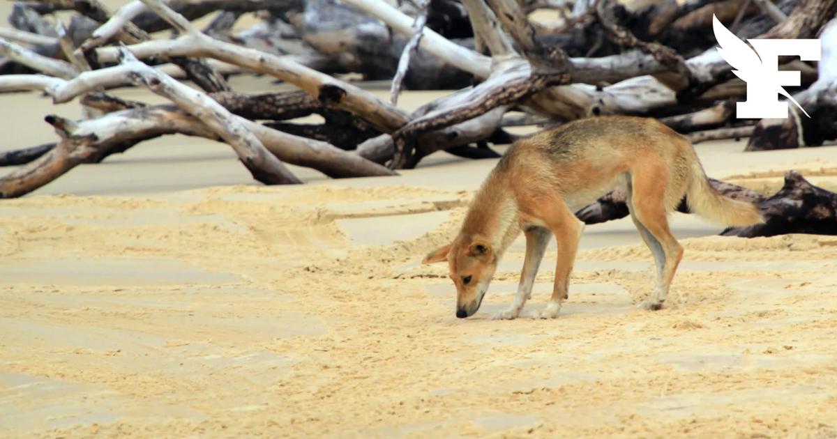 Australie : une Canadienne attaquée par des dingos se noie