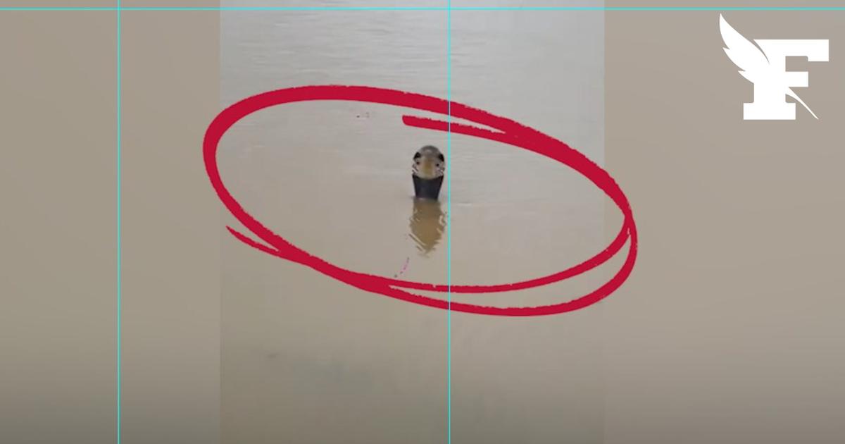 Chine: les images des centaines de serpents venimeux échappés de leur ferme après les inondations