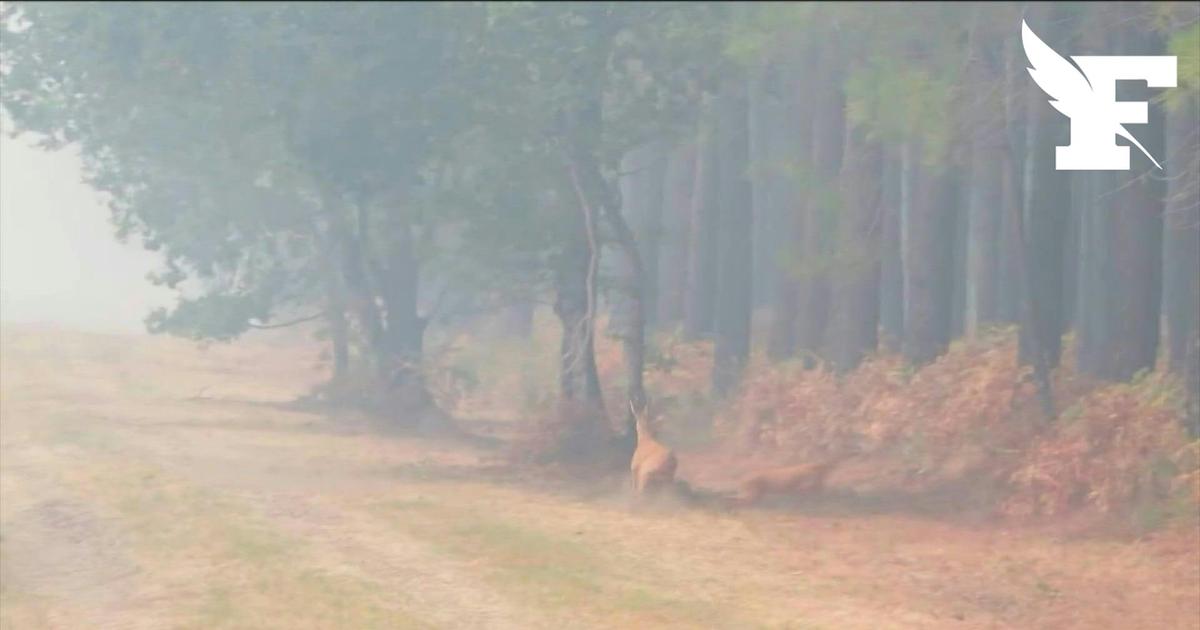 En Gironde, des chevreuils tentent d'échapper aux flammes de la forêt de Marcheprime