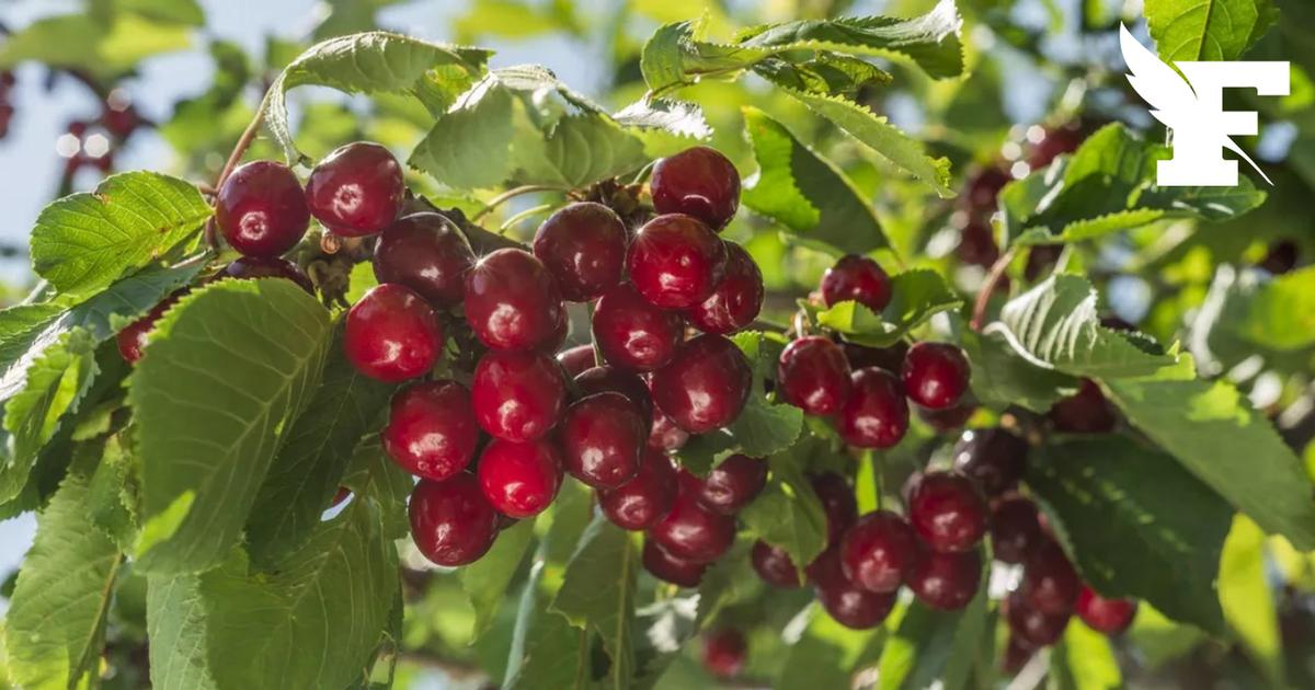 Face à une récolte particulièrement abondante, les producteurs de cerises confrontés à l’urgence de vendre leurs fruits