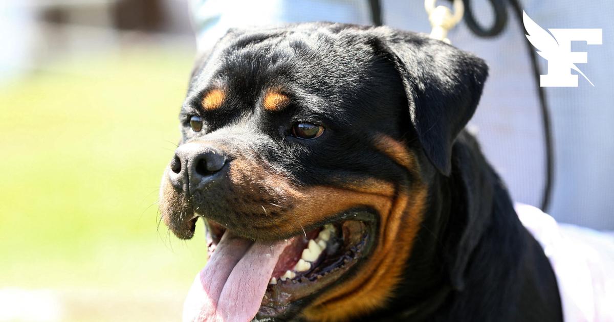 Un rottweiler va être euthanasié pour avoir mordu un nourrisson à la tête en 2024