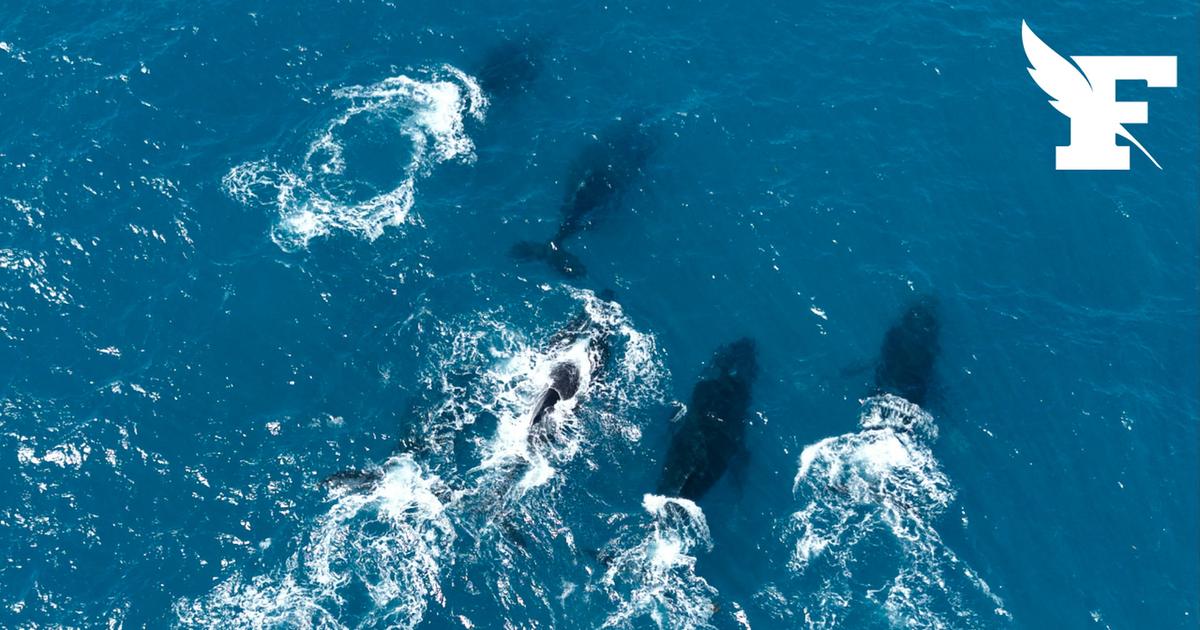 Brésil: autrefois menacées d'extinction, des baleines à bosses nagent dans l’archipel des Abrolhos