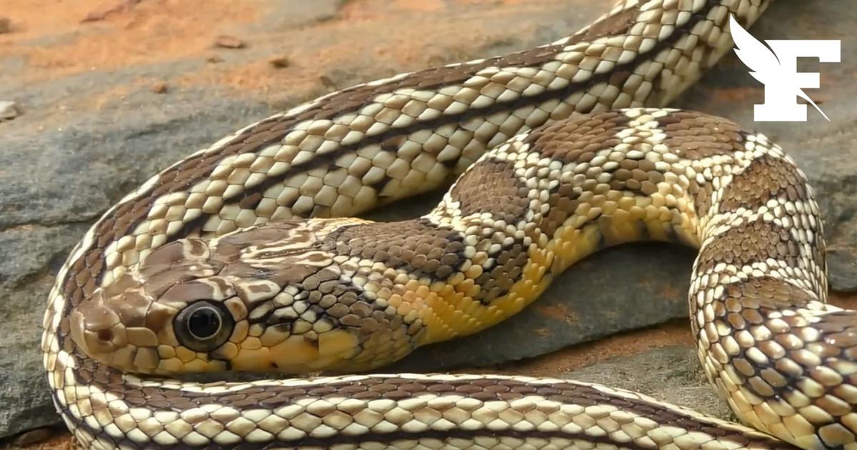La prolifération des serpents nageurs inquiète les touristes