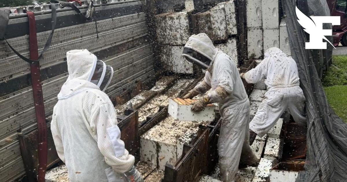 Deux millions d'abeilles s'échappent de leurs ruches après que le camion les transportant se renverse