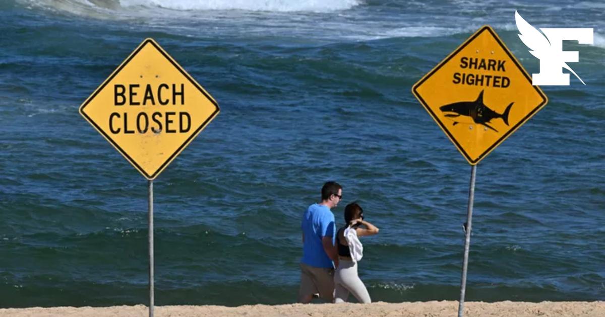 Un quinquagénaire victime d'une attaque de requin en Australie