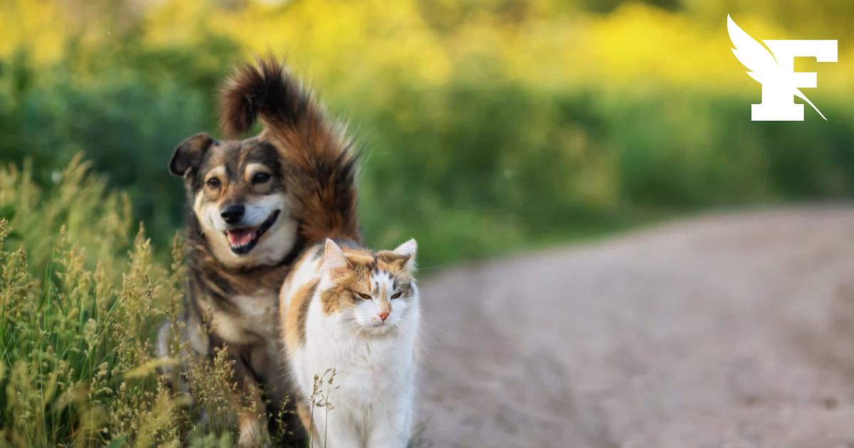 Le Parlement européen approuve les premières règles communes pour protéger les chiens et chats d’élevage