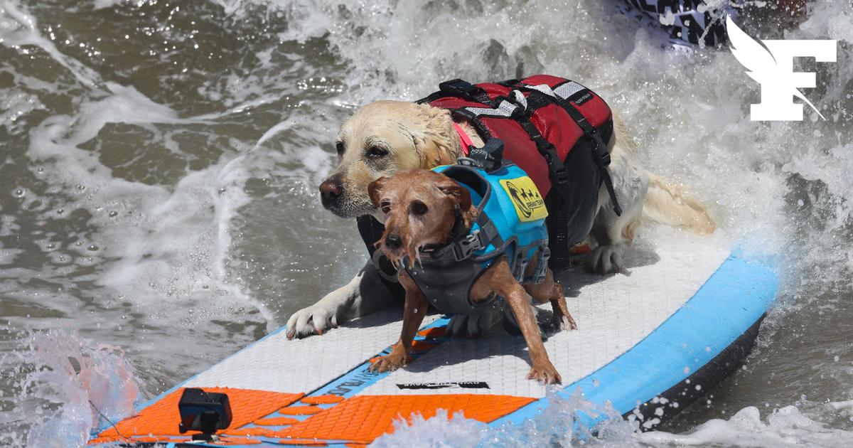 Californie : des dizaines de surfeurs à quatre pattes s'affrontent lors du Championnat du monde de surf canin