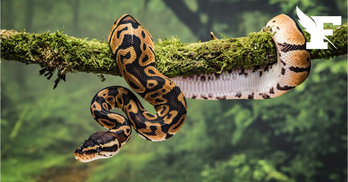 Une femme condamnée pour une danse avec un python menacé d'extinction lors d'un concours de beauté