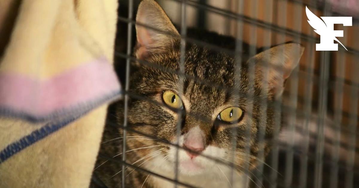 États-Unis : la police municipale de Tacoma a sauvé une soixantaine de chats abandonnés sur un voilier