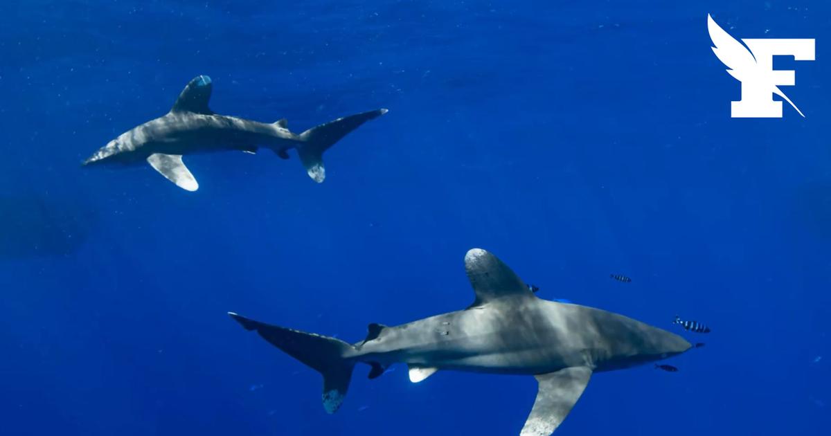 Australie : un festin de requin sur une carcasse de cachalot contraint les autorités à fermer des plages