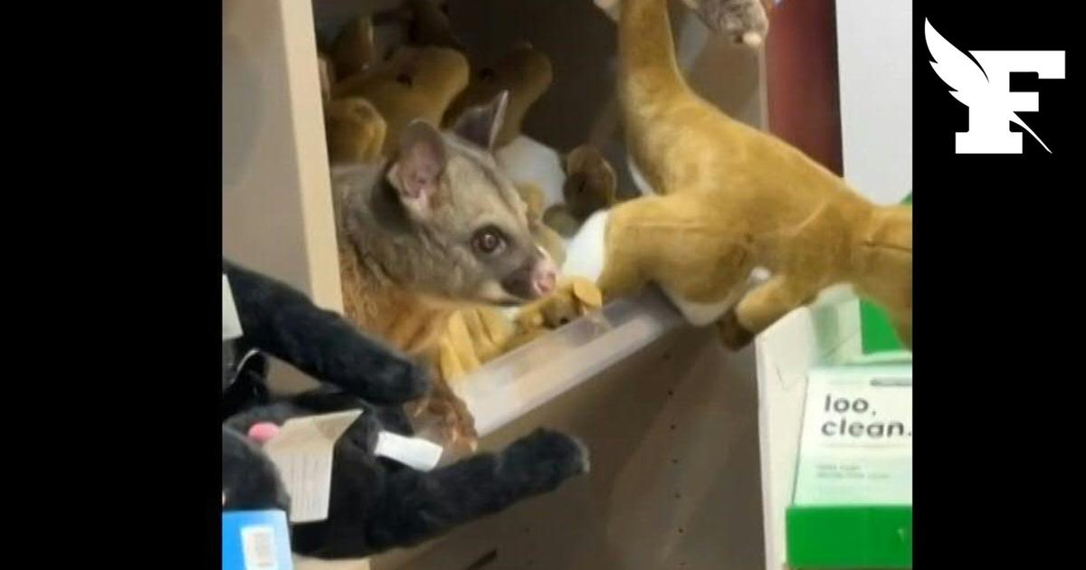 Australie: les images d’un opossum sauvage caché dans les peluches d’une boutique de souvenirs