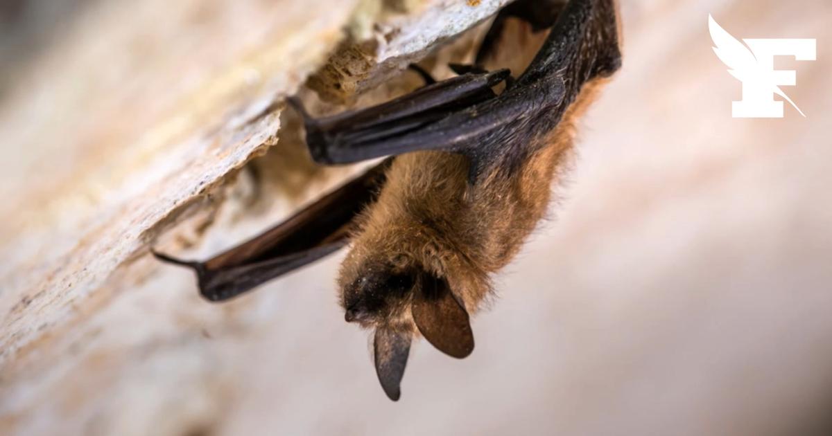 Nantes : une grotte abritant 15 espèces de chauves-souris est protégée par des patrouilles de police