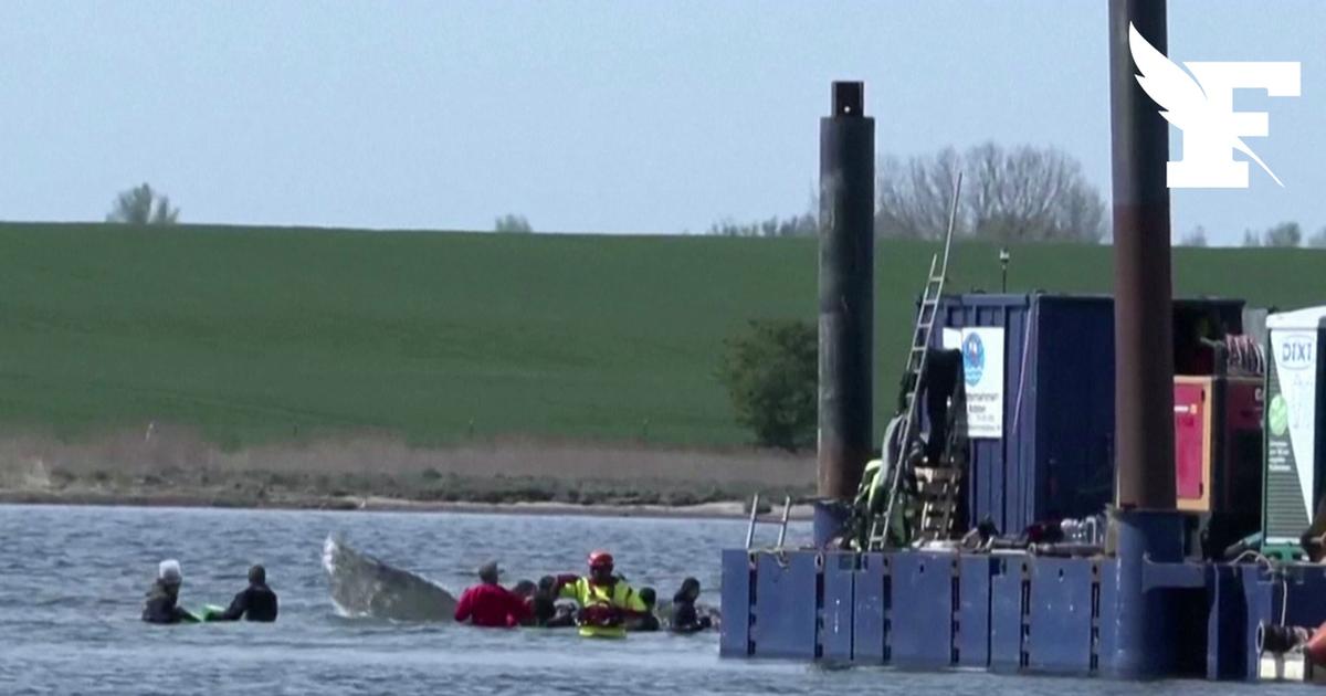 Allemagne: les images de la tentative de sauvetage de la baleine échouée à l'aide d'une barge