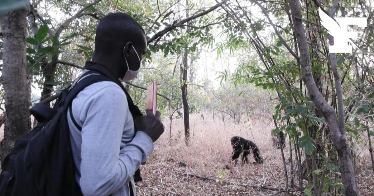 «Je les aimes comme ma famille»: au Sénégal, un groupe d'études de chimpanzés sauve les mineurs de la pauvreté