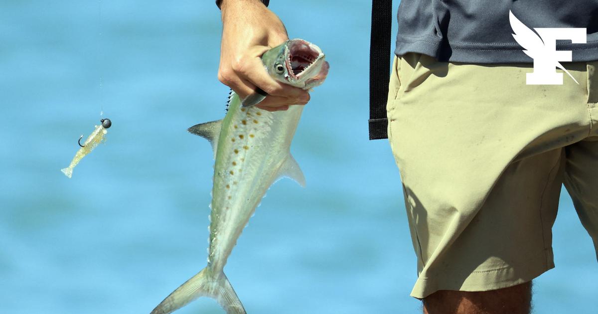 Pêche : il sera obligatoire de déclarer tout merlu, bar, thon ou dorade pêché à partir de 2026