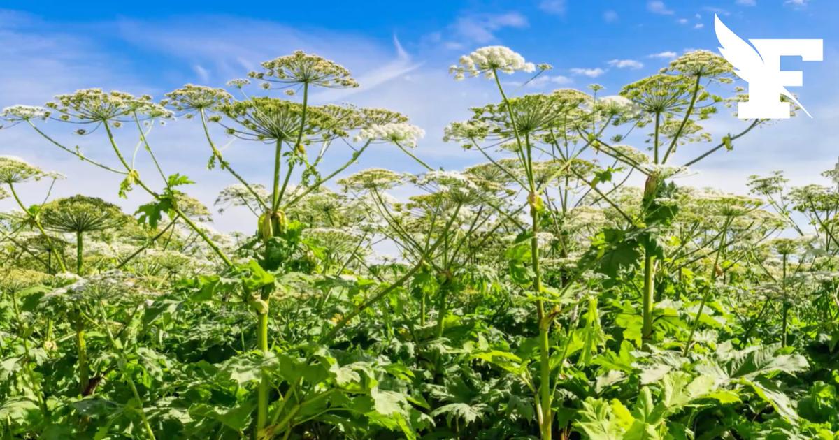 Qu'est-ce que la berce de Sosnovski ? Cette plante interdite dans votre jardin