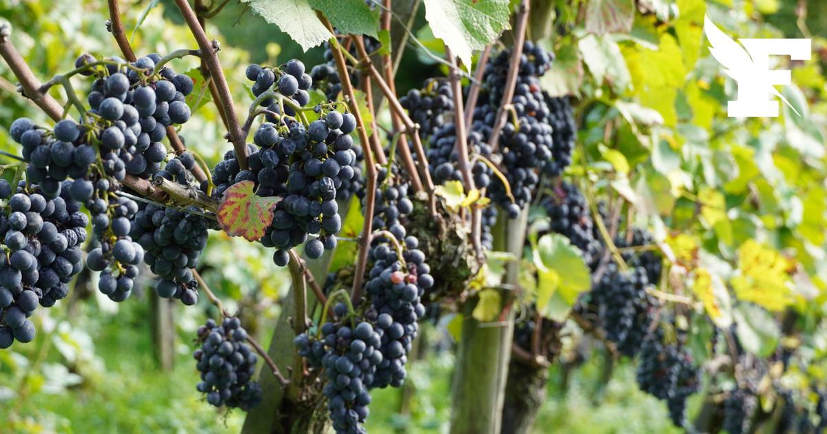 En Champagne, le quota de raisins commercialisables à nouveau en baisse en 2026
