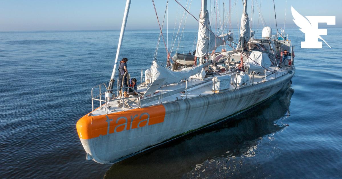 Papouasie-Nouvelle-Guinée : la goélette scientifique Tara attaquée par des pirates