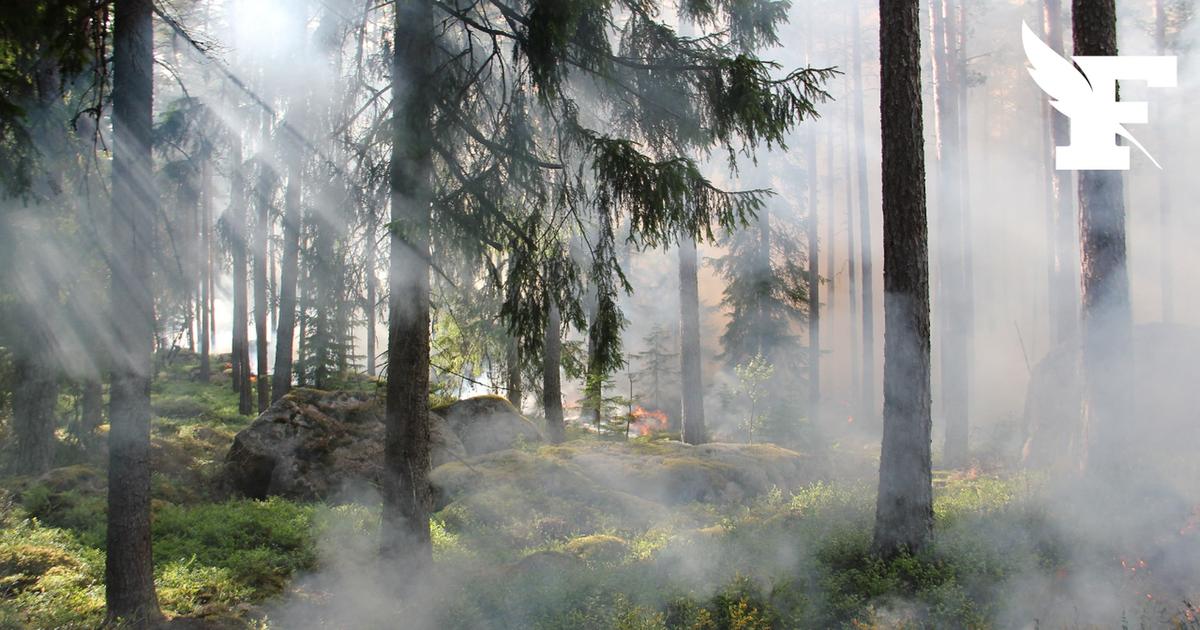 Morbihan : deux hommes ont été placés en garde à vue après des incendies volontaires à Vannes et Larmor-Plage