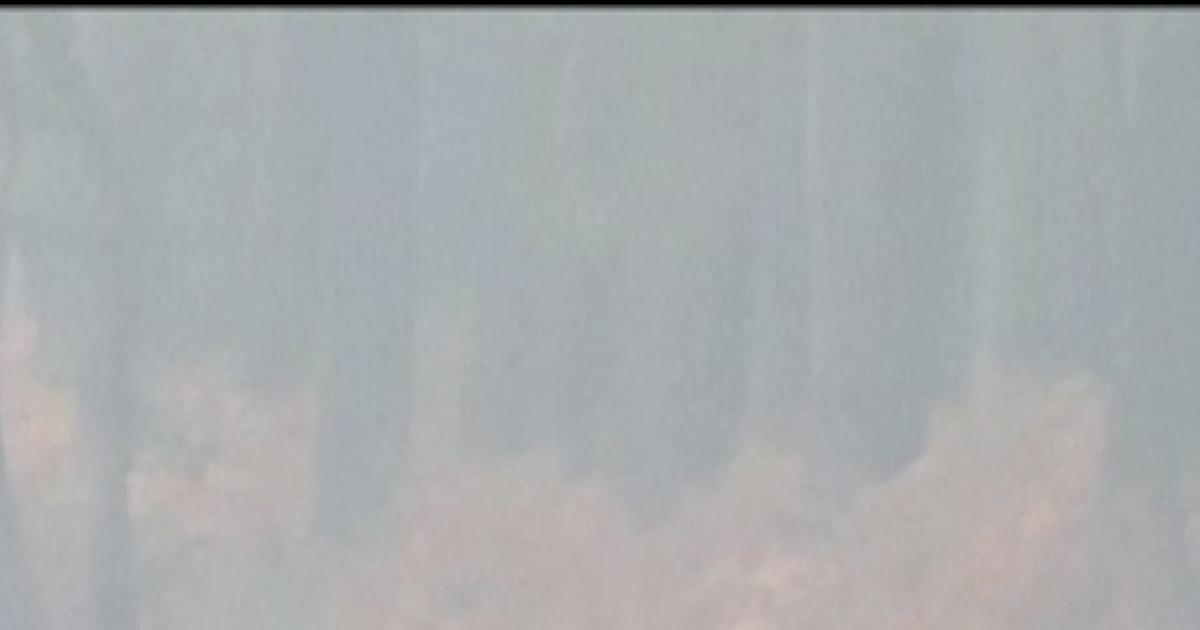 En Gironde, les images de chevreuils tentant de fuir les flammes dans la forêt de Marcheprime