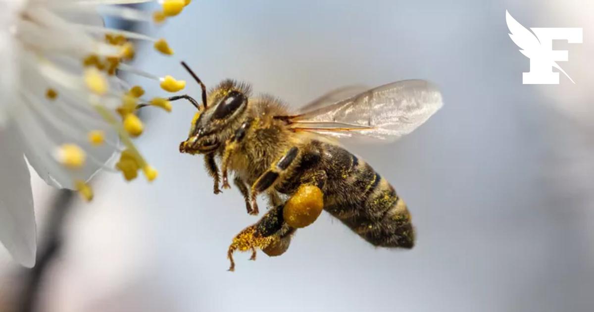 Plus de 10.000 abeilles se regroupent sous la selle d'un vélo, en plein Paris