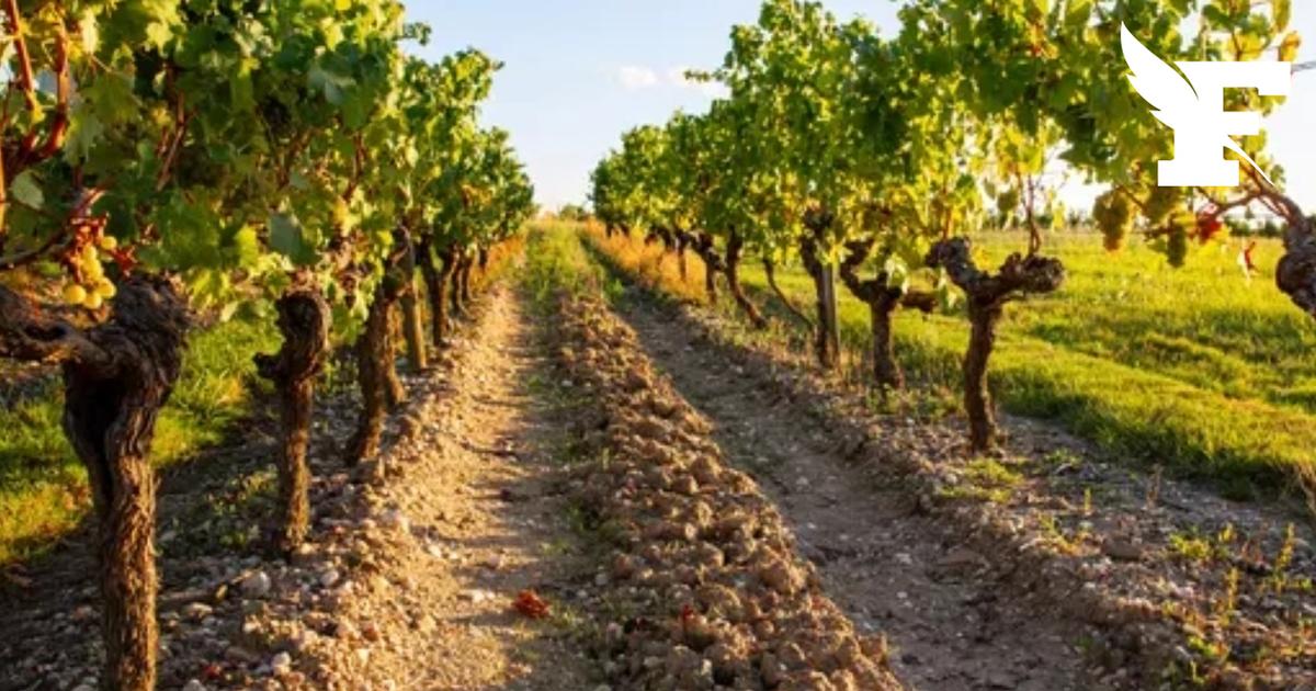 gard-un-corps-retrouv-br-l-dans-un-vignoble-pourrait-tre-celui-de