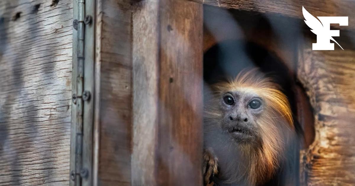 Le Brésil inaugure son premier refuge pour les tamarins-lion à tête dorée, menacés d'extinction