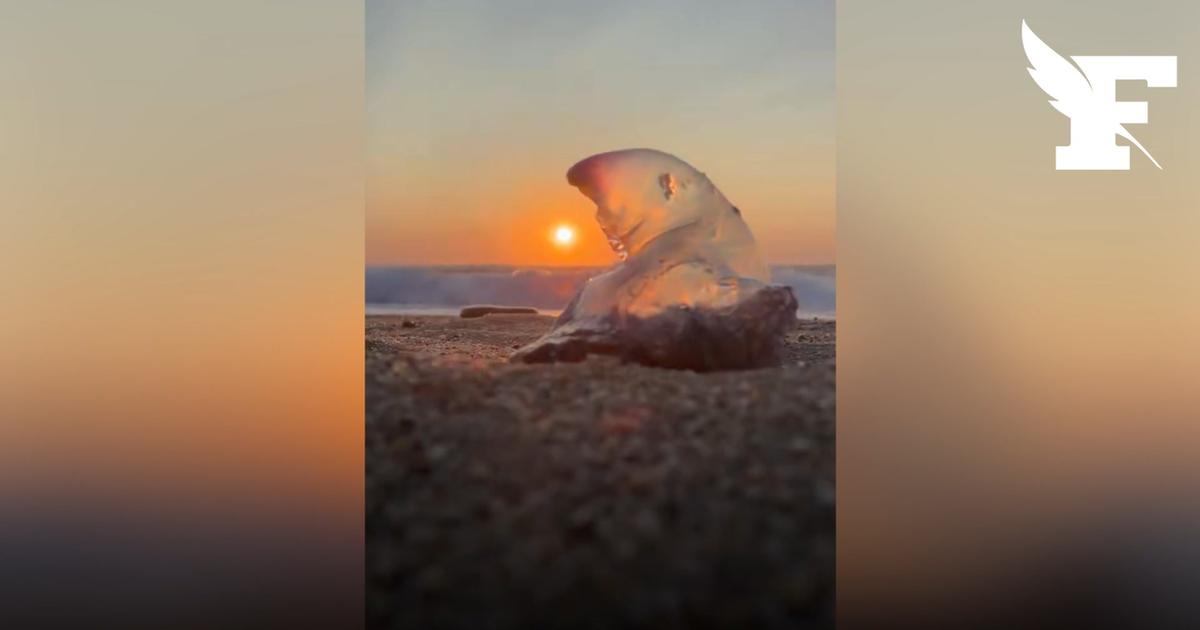 Biarritz : la baignade interdite en raison de physalies venimeuses sur les plages