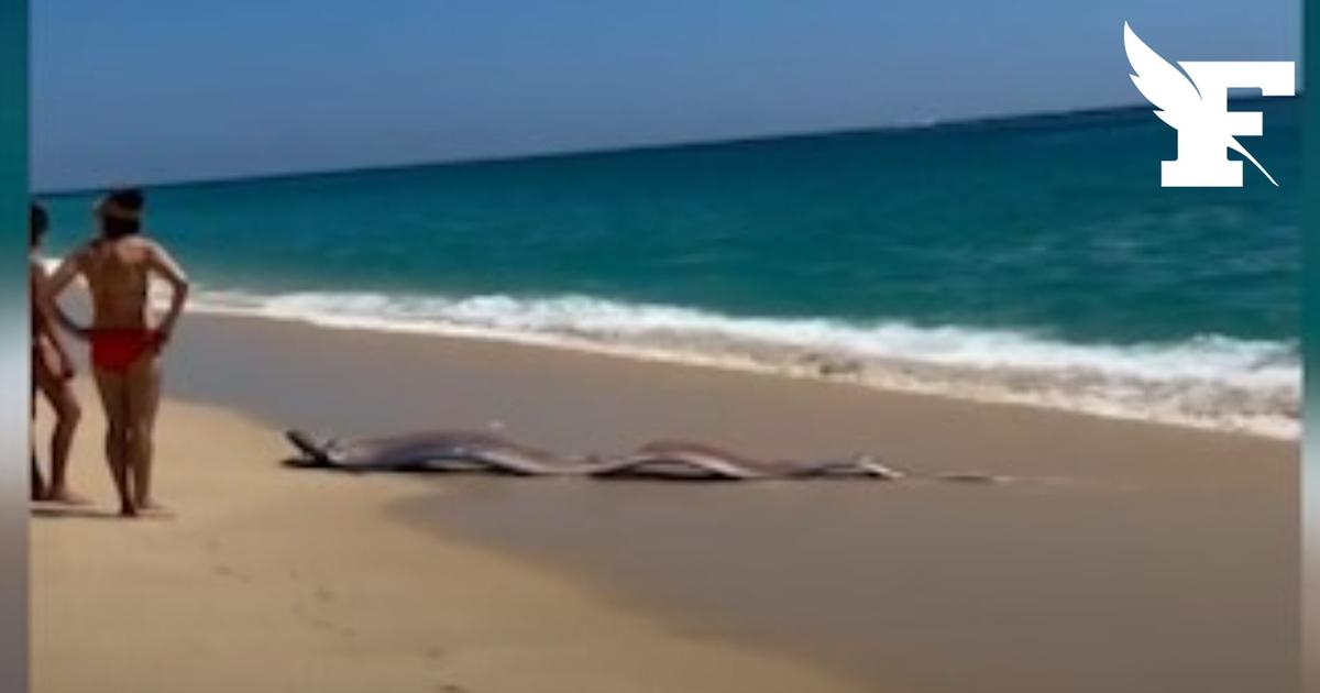 Les images de deux géants poissons-rubans découverts sur une plage au Mexique