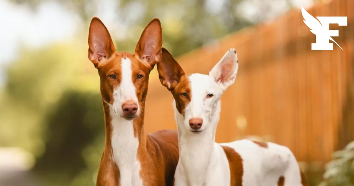 Les podencos : quelle est cette race de chien très populaire en Espagne capables de faire des bonds de 7 mètres ?