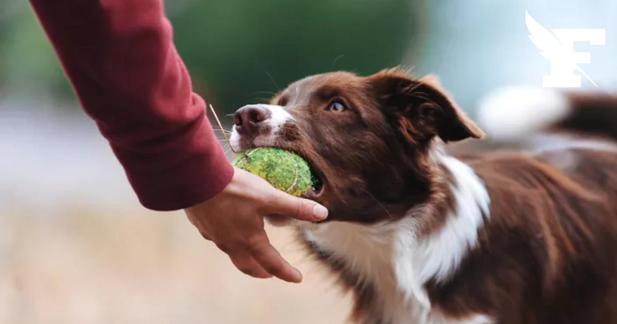 Une chienne perdue en montagne retrouve sa propriétaire après une semaine d'errance