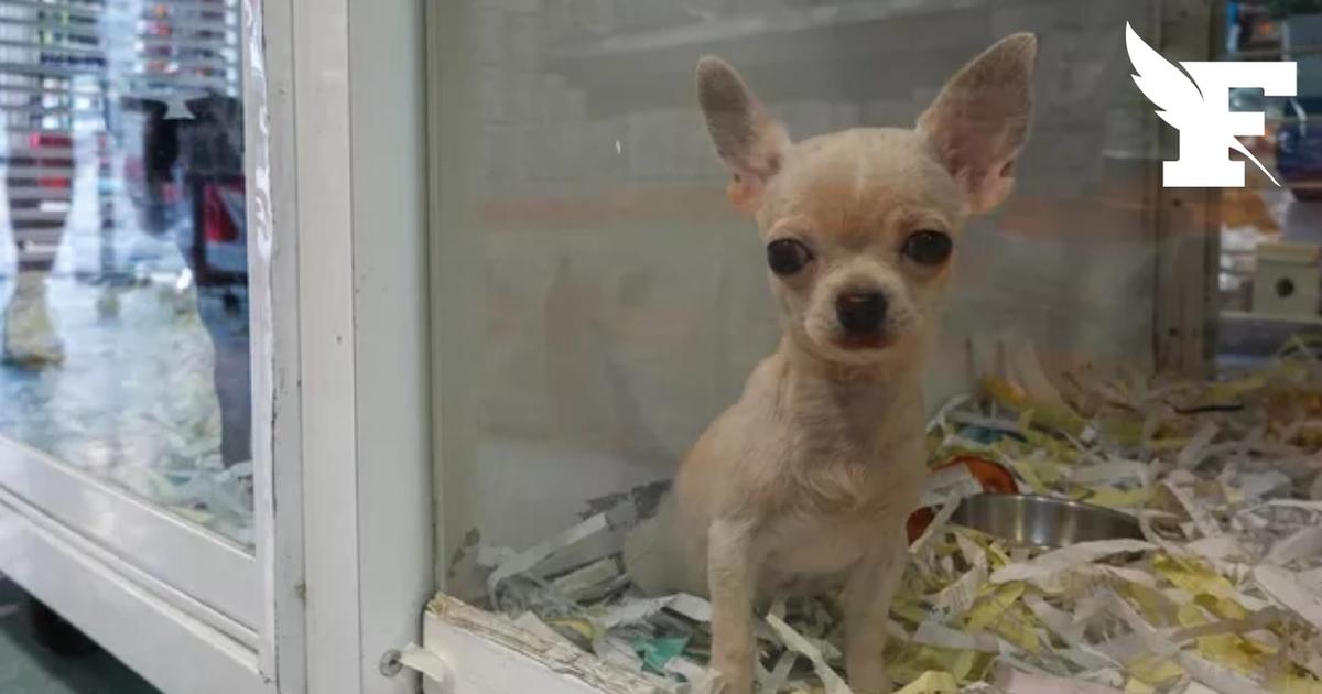 Animaleries : jusqu'à 1 500 euros d'amende pour la vente de chiens et chats