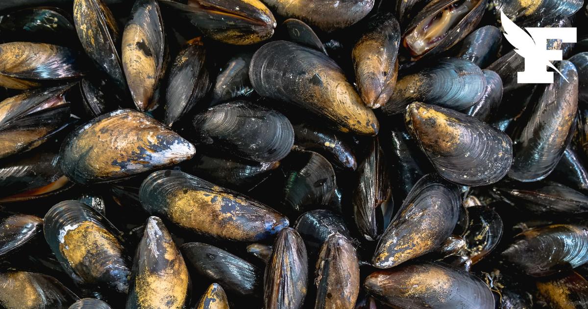 Il jetait les coquilles de moules vides dans un canal : un restaurant condamné à 22.000 euros d'amende pour avoir obstrué une écluse