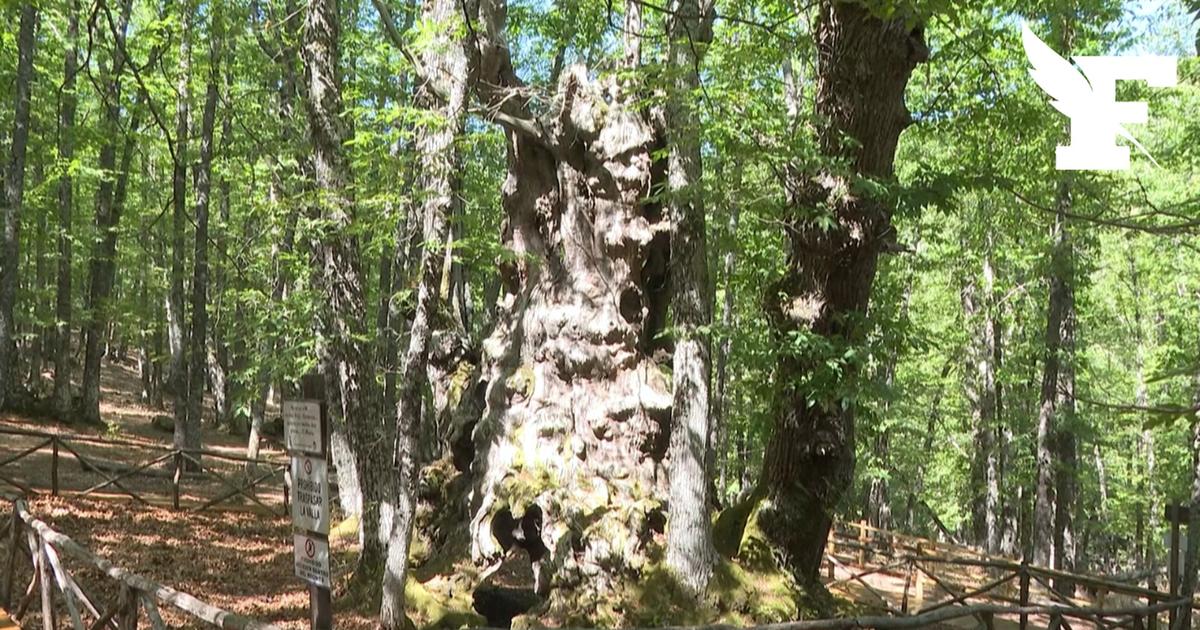 Espagne : un châtaigner vieux de 500 ans, sauvés des flammes par des habitants