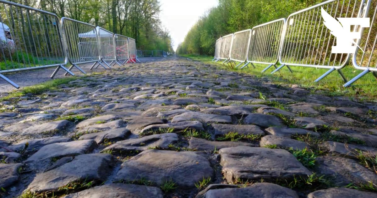 Paris-Roubaix: à quelques jours de la course, des sangliers provoquent un carnage sur une trouée mythique